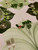 Classic Leaf Combo Starter Set Carole Shiber Designs, table setting with leaf-shaped placemats, greenery, and red berries, along with forks and wine glasses.