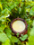 With Cupuaçu Seed Butter