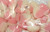 Lolliland Sour Hearts - Pink and White, by Lolliland,  and more Confectionery at The Professors Online Lolly Shop. (Image Number :8642)