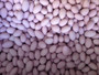 Sugar Coated Almonds - Single Colour Purple, by Confectionery House,  and more Confectionery at The Professors Online Lolly Shop. (Image Number :4017)