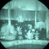 White Phosphor night vision image showing extreme optical clarity. 