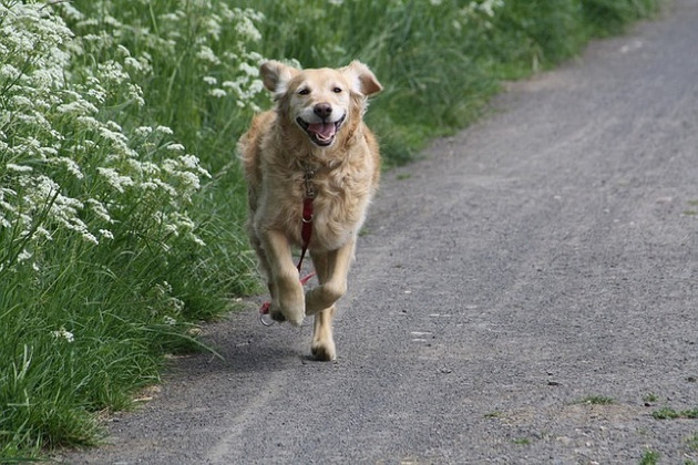 Pets and Pediatrics: How Dogs Could Be the Secret Weapon to Reducing Stress at the Dentist