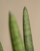 Sansevieria