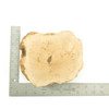 Mimmo Briar Burl Bowl Slice One-Off 02312