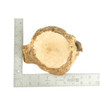 Mimmo Briar Burl Bowl Slice One-Off 02377