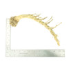Crazy Bamboo Root One-Off 00402