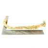 Crazy Bamboo Root One-Off 00627