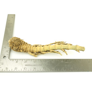 Crazy Bamboo Root One-Off 01114