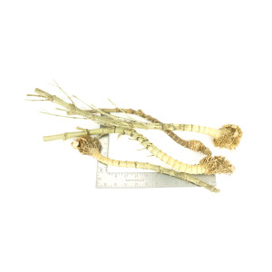 Bamboo Assortment Crazy Grade One-Off 01174