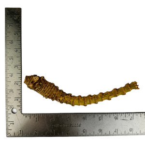 Crazy Bamboo Root One-Off 02822 Crazy Bamboo Root One-Off 02822
