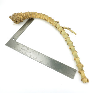 Crazy Bamboo Root One-Off 00397