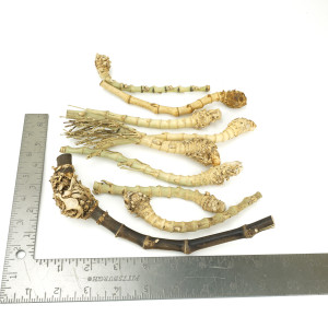 Bamboo Assortment Crazy Grade One-Off 00586