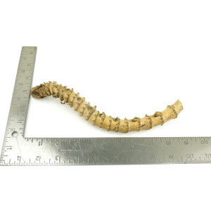 Crazy Bamboo Root One-Off 00692