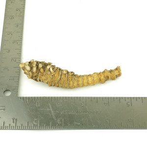 Crazy Bamboo Root One-Off 00728