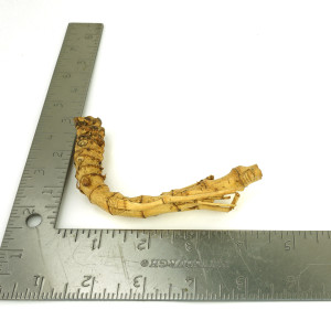 Crazy Bamboo Root One-Off 00743