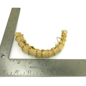 Crazy Bamboo Root One-Off 00744