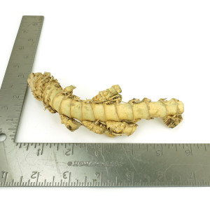 Crazy Bamboo Root One-Off 00754