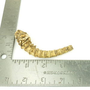 Crazy Bamboo Root One-Off 00934