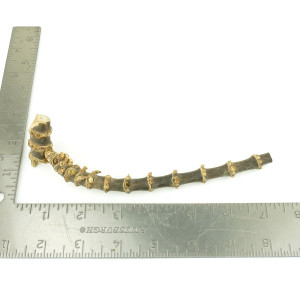 Crazy Dark Bamboo Root One-Off 00957