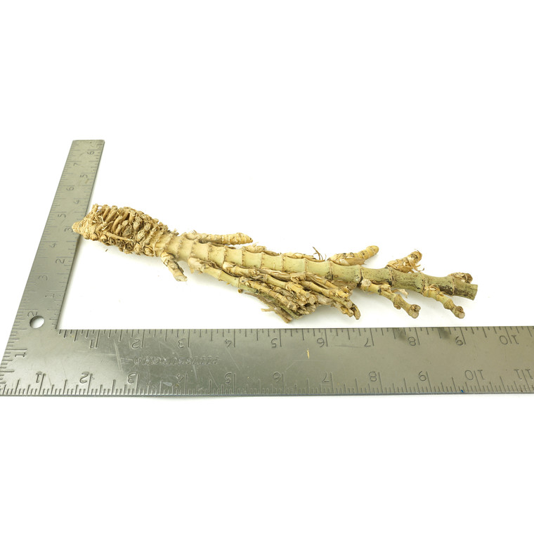 Crazy Bamboo Root One-Off 00707