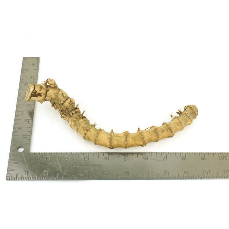 Crazy Bamboo Root One-Off 00715