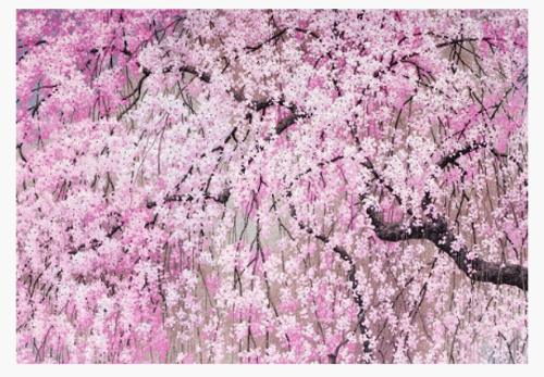 Cherry Blossoms Note Cards