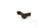 SIG P320 Takedown Lever, Coyote Tan, 1300777-35B-R, Take down lever 320