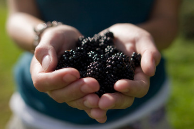 The fantastic autumn hedgerow harvest of berries The fantastic autumn hedgerow harvest of berries
