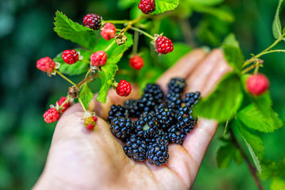 ​Discover the joys of foraging
