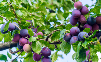Making The Most Of Plum Season Making The Most Of Plum Season