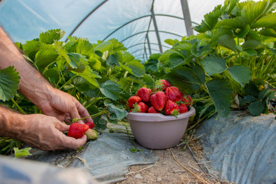When is the right time to harvest fruits?