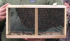 That's a very healthy package of live bees.  Nice cluster, very few dead bees on the bottom.