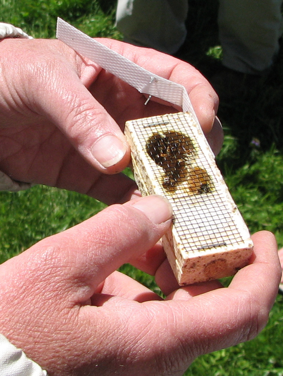 There's a queen cage inside of every 3 pound package of honey bees for sale at Gold Star Honeybees.  There will be attendant bees in each cage with her to care for her during transit.