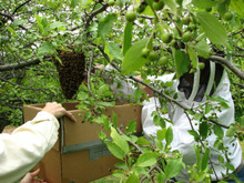 The Swarming of honey bees…