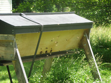 Year Two in your Top Bar Hive – What if your bees lived? 