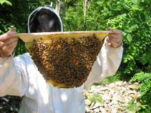 What did bees do before beekeepers?
