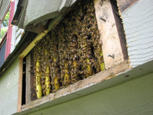 ​  RE-CALIBRATING THE BEE-ATTITUDES… (Part One)