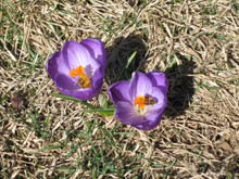 When is the right time to start a brand-new beehive?