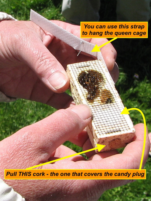 There's a queen cage inside of every 3 pound package of honey bees we sell at Gold Star Honeybees.  There will also be a couple of attendant bees in the cage with her, to care for her during transit.