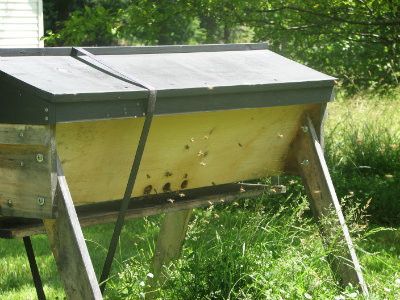 Year Two in your Top Bar Hive – What if your bees lived? 