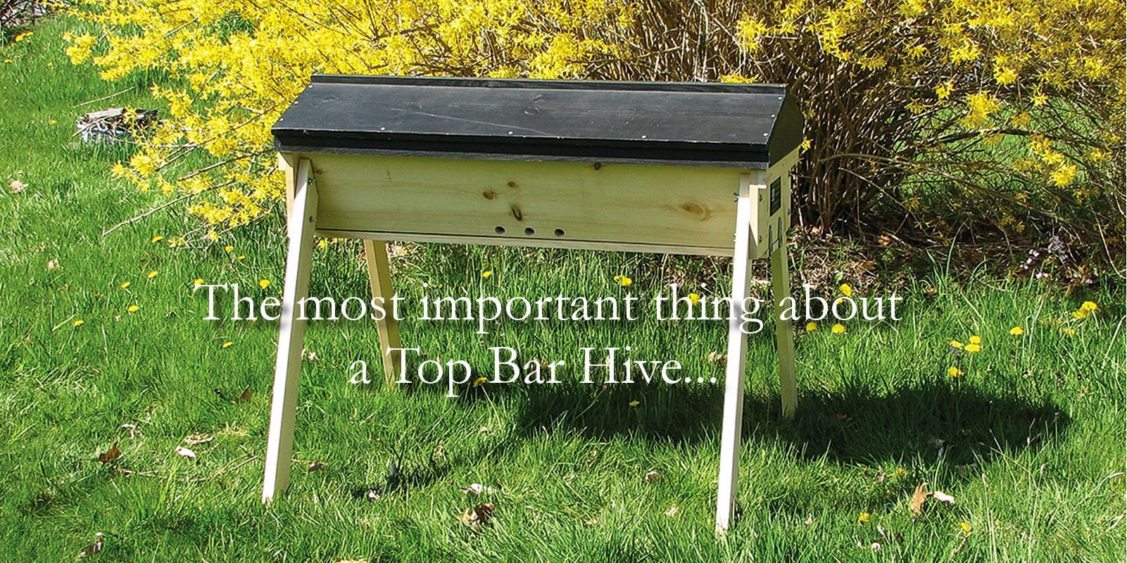 Top Bar Hives Kits Books Classes Bees Gold Star Honeybees