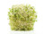 Alfa Green Alfalfa Sprouts (100g/0.25lbs)