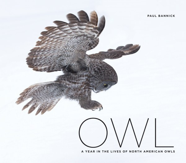 OWL: A YEAR IN THE LIVES OF NORTH AMERICAN OWLS