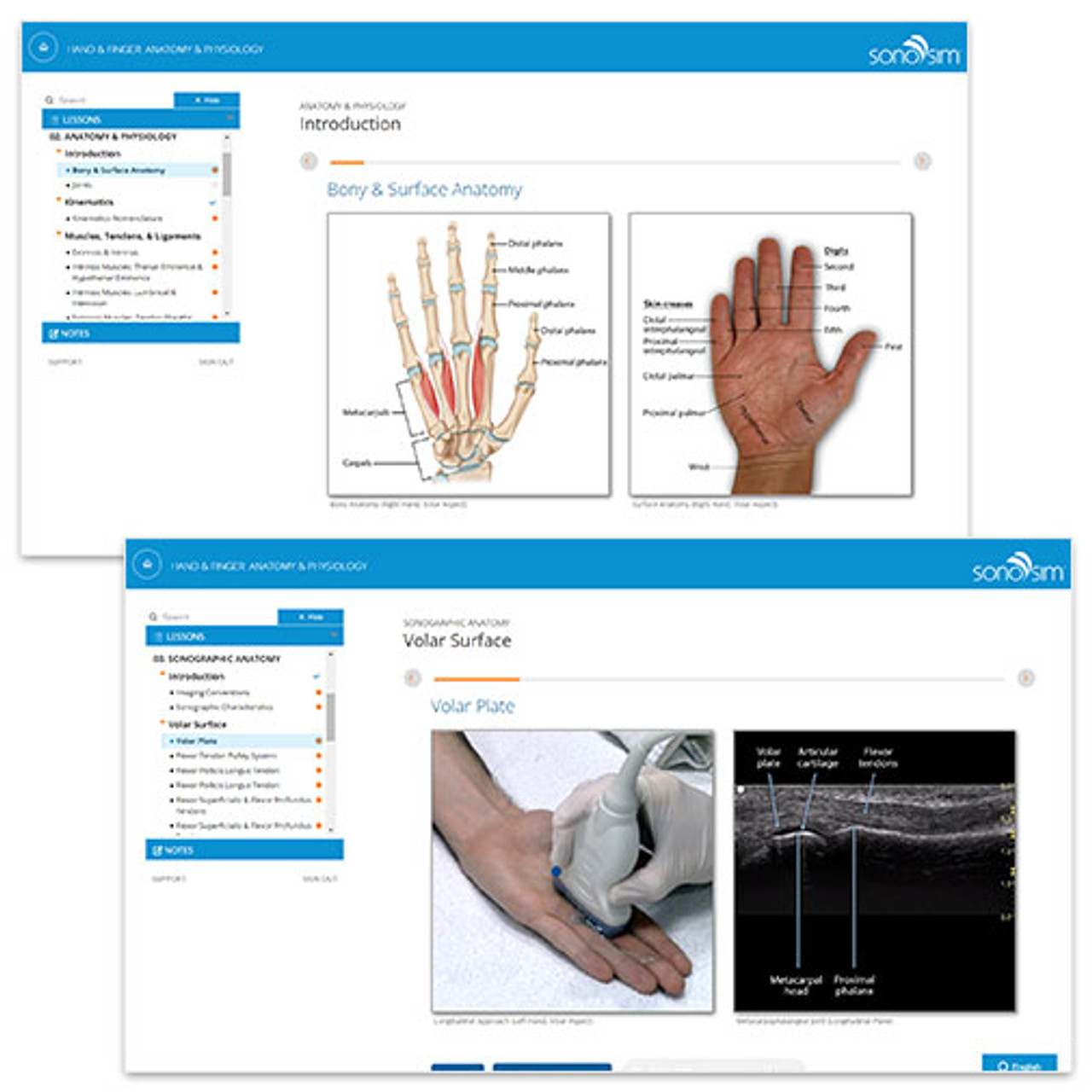 finger anatomy and physiology