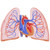 Lungs ultrasound training - SonoSim