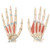 Hand ultrasound - Finger ultrasound - SonoSim ultrasound training