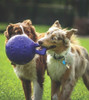 Jolly Pets® Tug-N-Toss™
