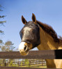Absorbine® UltraShield® Fly Mask Without Ears