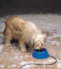 API® Heated Pet Bowl