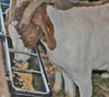 Little Giant® Hook Over Goat Trough 9 Qt.